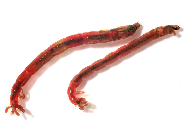 Chironomus cf. riparius - Fam. Chironomidae - Zuckmücken - aquatische Dipteren-Larven Chironomus cf. riparius - Fam. Chironomidae - Zuckmücken - aquatische Dipteren-Larven
