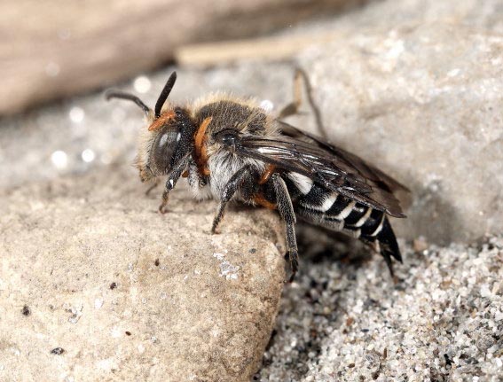 Coelioxys conica - Vierzähnige Kegelbiene - - Apiformes - Megachilidae - Bienen - bees Coelioxys conica - Vierzähnige Kegelbiene - - Apiformes - Megachilidae - Bienen - bees