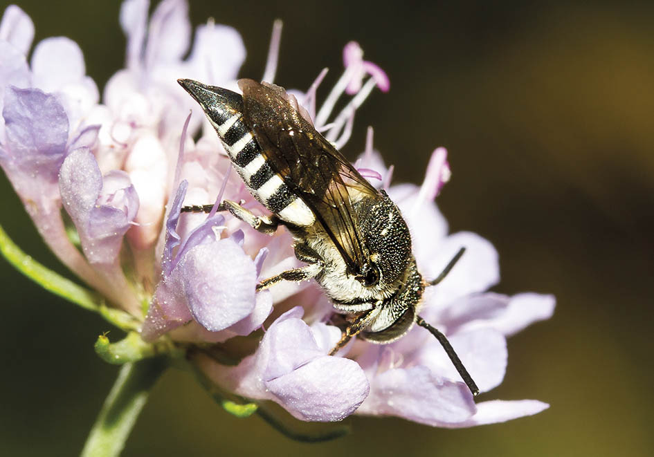 Coelioxys conoidea - Kegelbiene - Kuckucksbiene bei Megachile - Apidae - Megachilinae - Bienen - bees Coelioxys conoidea - Kegelbiene - Kuckucksbiene bei Megachile - Apidae - Megachilinae - Bienen - bees