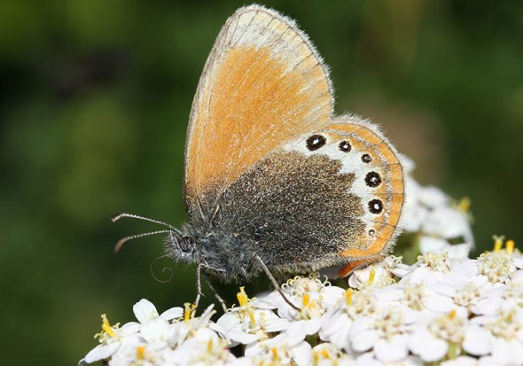 Coenonympha gardetta - Alpen-Wiesenvögelchen - - Nymphalidae - Edelfalter - brush-footed butterflies Coenonympha gardetta - Alpen-Wiesenvögelchen - - Nymphalidae - Edelfalter - brush-footed butterflies