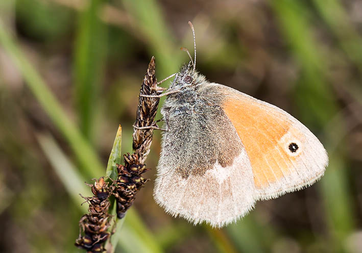 Coenonympha pamphilus - Kleines Wiesenvögelchen - - Nymphalidae - Edelfalter - brush-footed butterflies Coenonympha pamphilus - Kleines Wiesenvögelchen - - Nymphalidae - Edelfalter - brush-footed butterflies