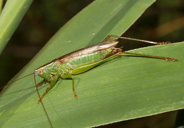 Conocephalus fuscus - Langflüglige Schwertschrecke (male) - Fam. Conocephalidae (Schwertschrecken) - Sardinien - Ensifera - weitere Familien - other families Conocephalus fuscus - Langflüglige Schwertschrecke (male) - Fam. Conocephalidae (Schwertschrecken) - Sardinien - Ensifera - weitere Familien - other families