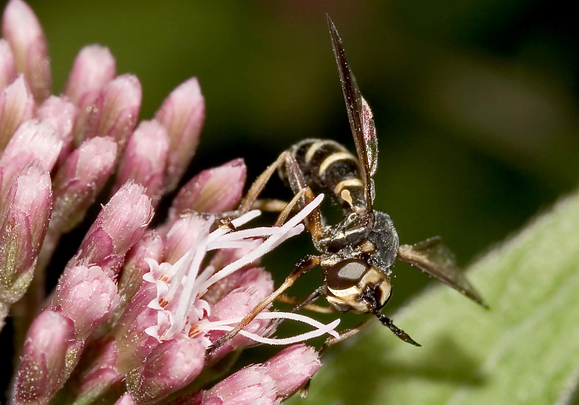 Conops strigatus - Fam. Conopidae - Dickkopffliegen - Brachycera (Fliegenartige) - Aschiza Conops strigatus - Fam. Conopidae - Dickkopffliegen - Brachycera (Fliegenartige) - Aschiza