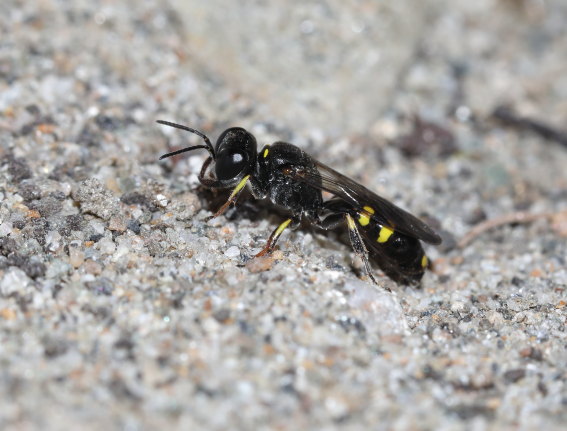 Crossocerus quadrimaculatus - - Spheciformes - Grabwespen - thread-waisted wasps Crossocerus quadrimaculatus - - Spheciformes - Grabwespen - thread-waisted wasps