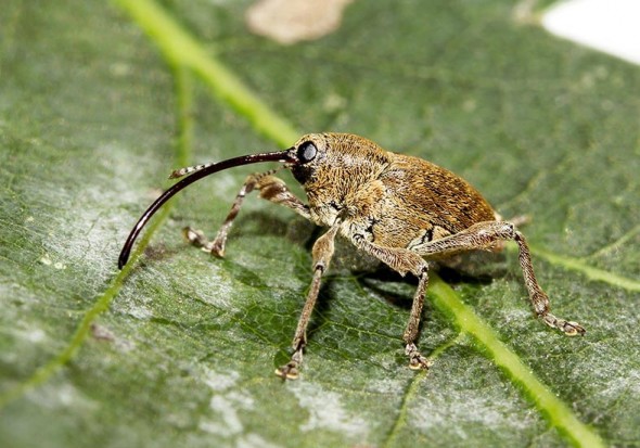 Curculio glandium - Eichelbohrer - - Curculionidae - Rüsselkäfer - weevils Curculio glandium - Eichelbohrer - - Curculionidae - Rüsselkäfer - weevils