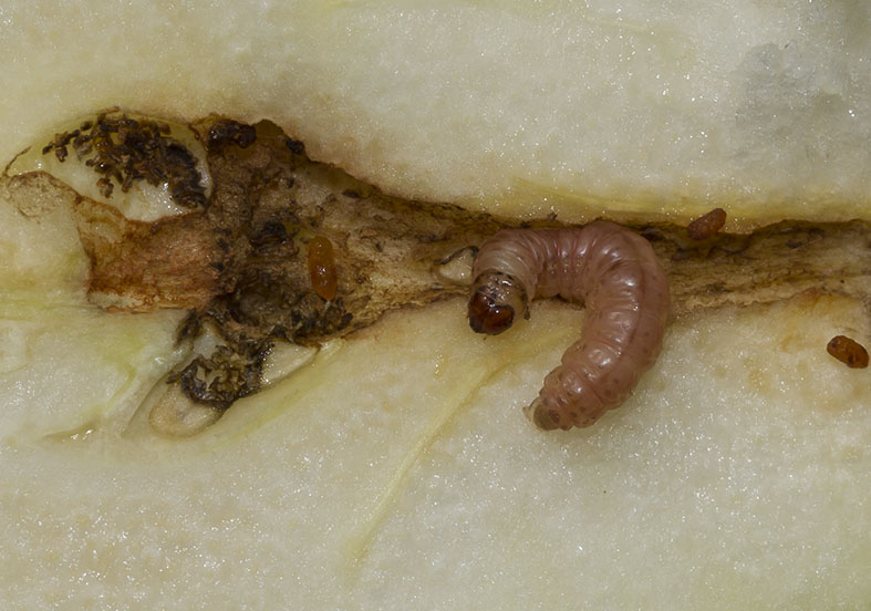 Cydia pomonella - Ampfelwickler - Fam. Tortricidae - Wickler -