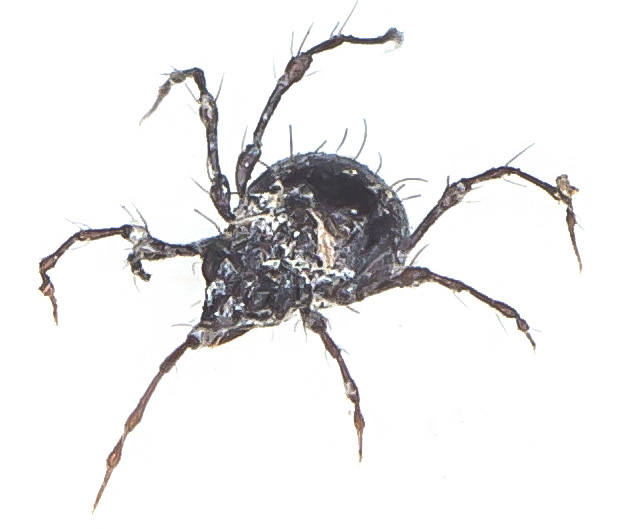 Damaeus sp. - Ordnung: Oribatida - Hornmilben - Acari - Milben - mites Damaeus sp. - Ordnung: Oribatida - Hornmilben - Acari - Milben - mites