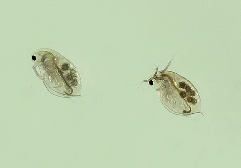 Daphnia parvula - - Aquatische Krebstiere - aquatic crustacea Daphnia parvula - - Aquatische Krebstiere - aquatic crustacea