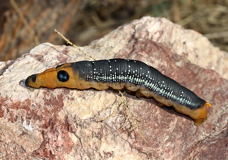 Daphnis nerii - Oleanderschwärmer - Fam. Sphingidae (Schwärmer) - Samos - Raupen - Caterpillars Daphnis nerii - Oleanderschwärmer - Fam. Sphingidae (Schwärmer) - Samos - Raupen - Caterpillars