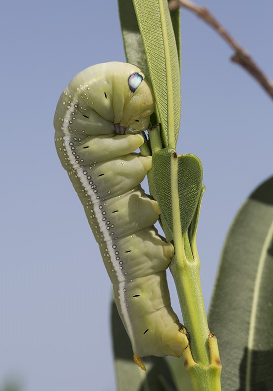Daphnis nerii - Oleanderschwärmer - Fam. Sphingidae (Schwärmer) - Tilos - Raupen - Caterpillars Daphnis nerii - Oleanderschwärmer - Fam. Sphingidae (Schwärmer) - Tilos - Raupen - Caterpillars