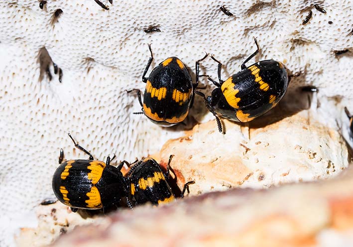 Diaperis boleti - Gelbbindiger Schwarzkäfer - - weitere Käferfamilien - other beetle families Diaperis boleti - Gelbbindiger Schwarzkäfer - - weitere Käferfamilien - other beetle families