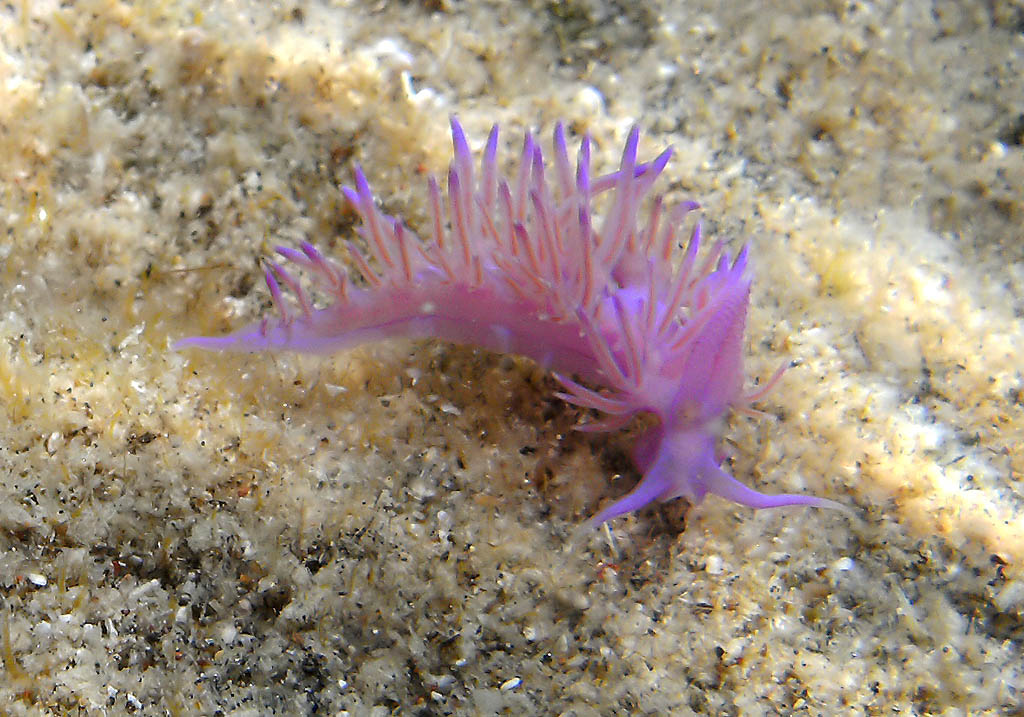 Flabellina-affinis - Violette Fadenschnecke -  - Mollusca - Weichtiere - molluscs