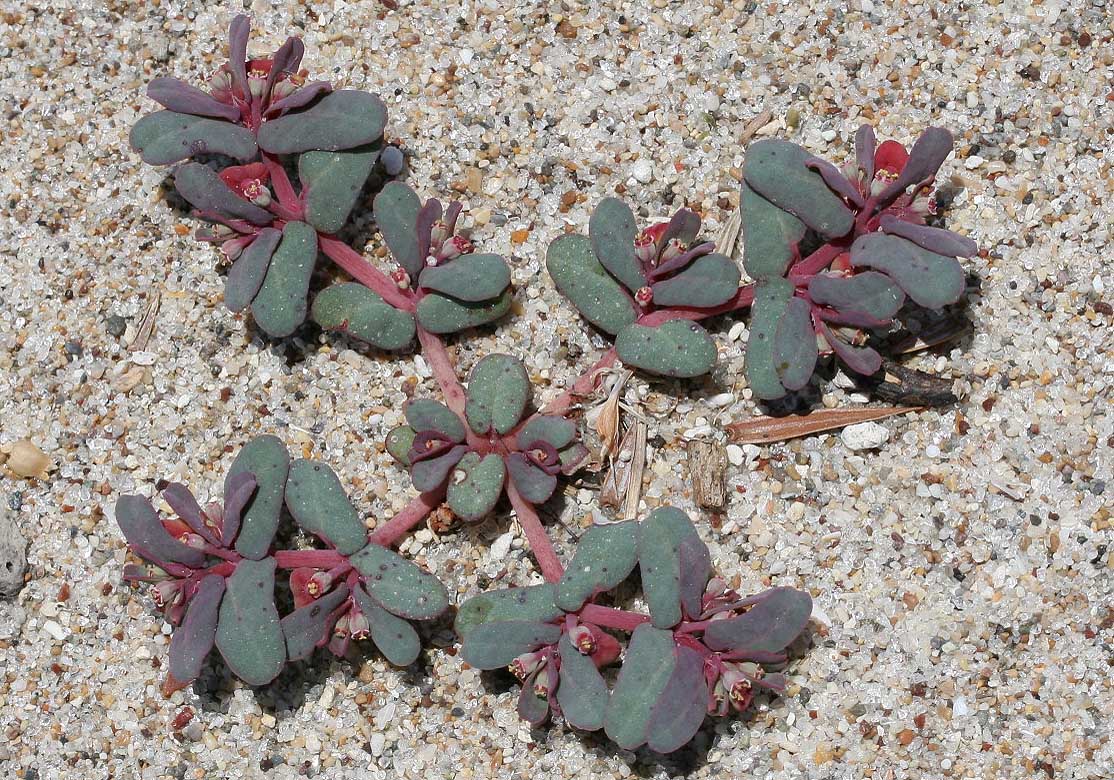 Euphorbia peplis - Sumpfquendel-Wolfsmilch - purple spurge - - Saline Lebensräume - saline environments Euphorbia peplis - Sumpfquendel-Wolfsmilch - purple spurge - - Saline Lebensräume - saline environments
