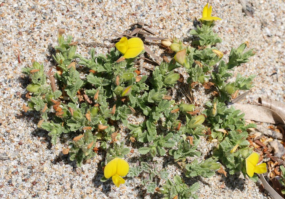 Ononis variegata - Bunter Hauhechel - villous restharrow - - Saline Lebensräume - saline environments Ononis variegata - Bunter Hauhechel - villous restharrow - - Saline Lebensräume - saline environments