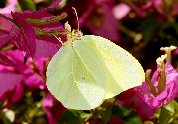 Gonepteryx-cleopatra - Kleopatrafalter - Rhodos - Pieridae - Weißlinge - whites Gonepteryx-cleopatra - Kleopatrafalter - Rhodos - Pieridae - Weißlinge - whites