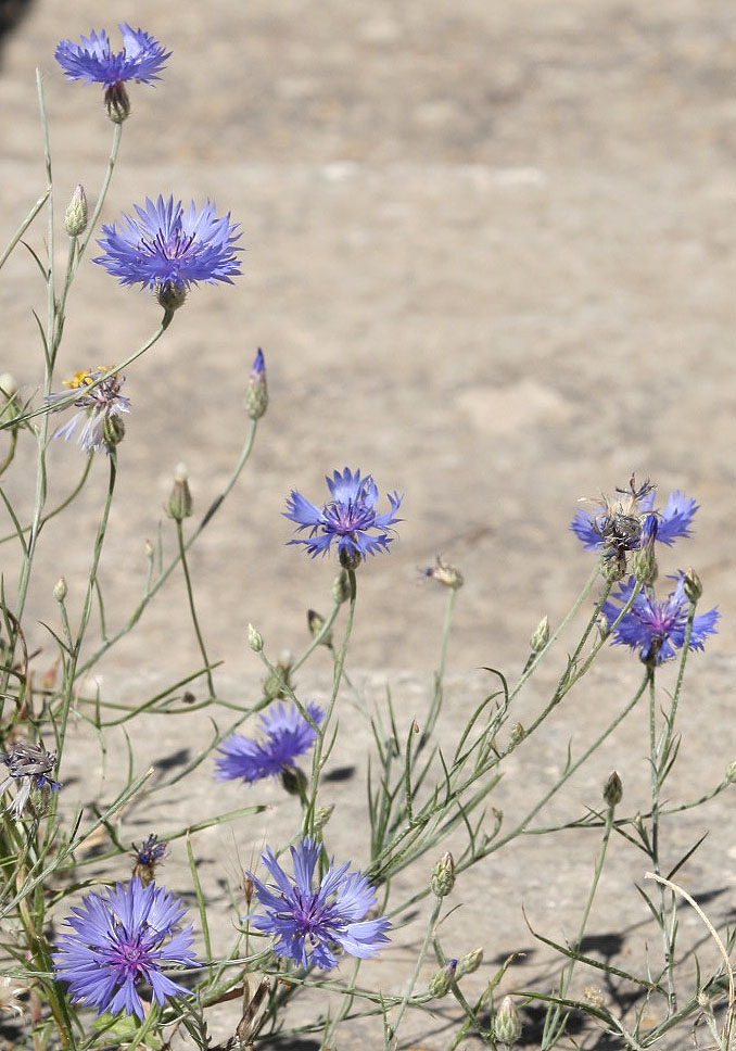 Centaurea cyanus - Kornblume - - Ruderal vegetation Centaurea cyanus - Kornblume - - Ruderal vegetation