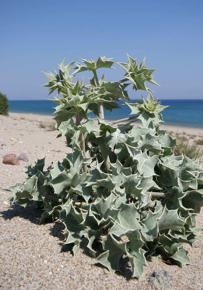 Eryngium maritimum - Stranddistel - sea holly - - Saline Lebensräume - saline environments Eryngium maritimum - Stranddistel - sea holly - - Saline Lebensräume - saline environments