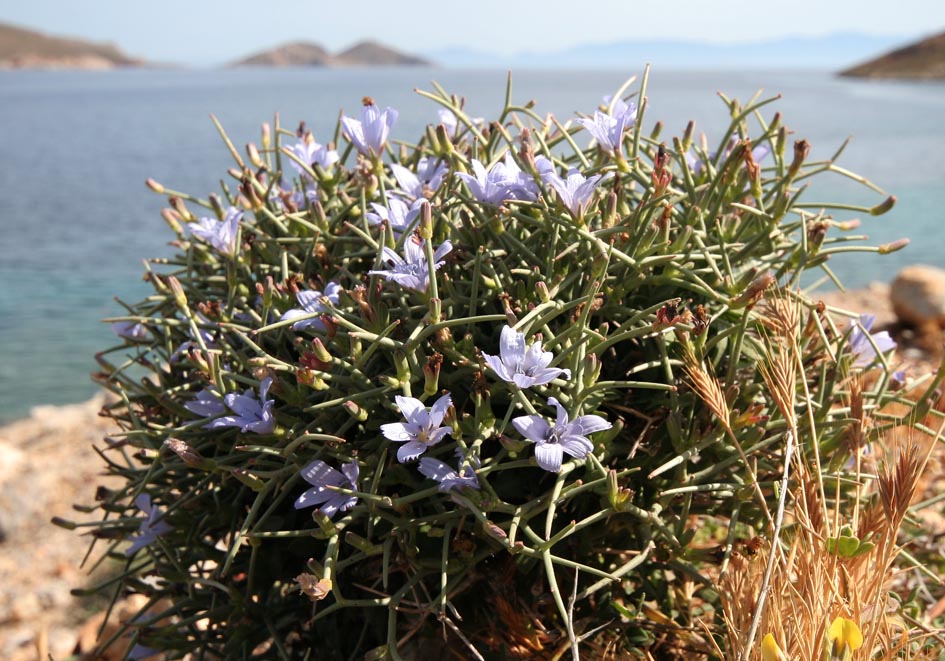 Cichorium spinosum - Dornige Wegwarte - spiny chicory - - Gras- und Felsfluren - grassy and rocky terrains Cichorium spinosum - Dornige Wegwarte - spiny chicory - - Gras- und Felsfluren - grassy and rocky terrains