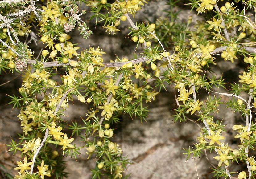 Asparagus aphyllus - Blattloser Spargel - - Phrygana Asparagus aphyllus - Blattloser Spargel - - Phrygana