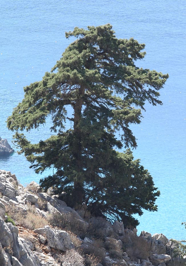 Cupressus sempervirens - Mittelmeer-Zypresse - mediterranean cypress - - Wald - Forest Cupressus sempervirens - Mittelmeer-Zypresse - mediterranean cypress - - Wald - Forest