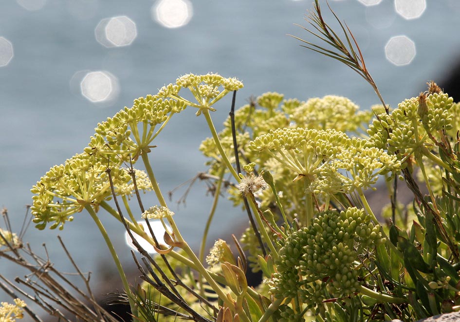 Crithmum maritimum - Meerfenchel - rock samphire - - Saline Lebensräume - saline environments Crithmum maritimum - Meerfenchel - rock samphire - - Saline Lebensräume - saline environments