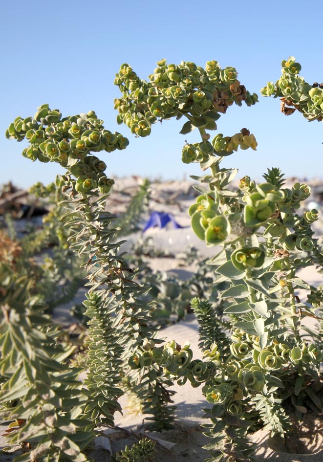 Euphorbia paralis - Strand-/Dünen-Wolfsmilch - sea spurge - - Saline Lebensräume - saline environments Euphorbia paralis - Strand-/Dünen-Wolfsmilch - sea spurge - - Saline Lebensräume - saline environments