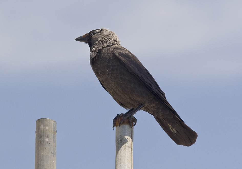 Corvus monedula - Dohle - Tilos - Aves - Vögel - birds Corvus monedula - Dohle - Tilos - Aves - Vögel - birds