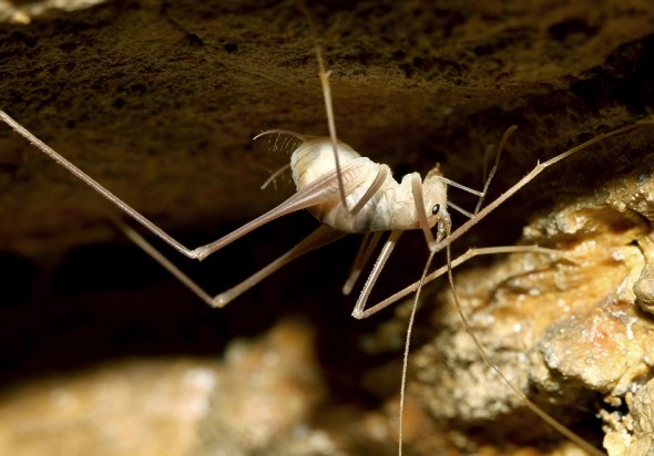Dolichopoda giulianae - Fam. Rhaphidophoridae (Höhlenschrecken) - Samos-Endemit - Ensifera - weitere Familien - other families Dolichopoda giulianae - Fam. Rhaphidophoridae (Höhlenschrecken) - Samos-Endemit - Ensifera - weitere Familien - other families