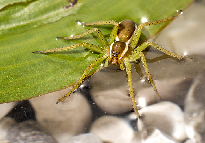 Dolomedes fibriatus - Gerandete Jagdspinne - - Araneae - Webspinnen - orb-weaver spiders Dolomedes fibriatus - Gerandete Jagdspinne - - Araneae - Webspinnen - orb-weaver spiders