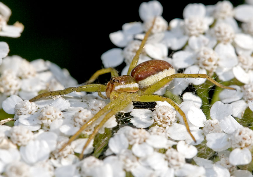 Dolomedes sp. (Raubspinne) - Fam. Pisauridae - Slovenien - Araneae - Webspinnen - orb-weaver spiders Dolomedes sp. (Raubspinne) - Fam. Pisauridae - Slovenien - Araneae - Webspinnen - orb-weaver spiders