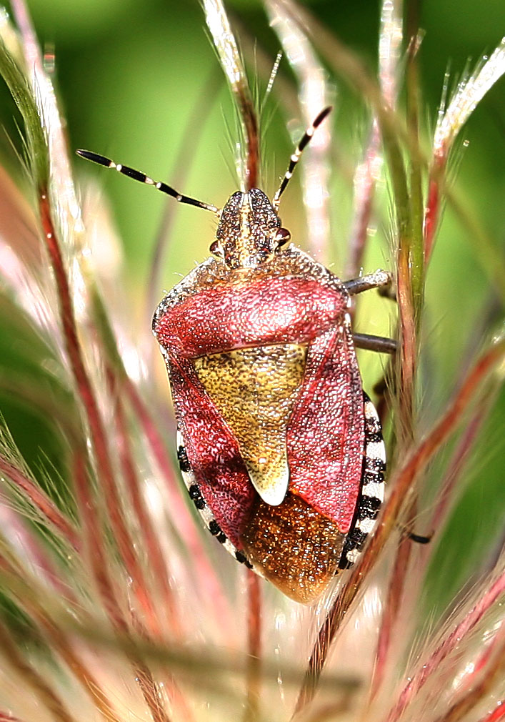 Dolycoris baccarum - Beerenwanze - Fam. Pentatomidae - Baumwanzen - Heteroptera - Wanzen - true bugs Dolycoris baccarum - Beerenwanze - Fam. Pentatomidae - Baumwanzen - Heteroptera - Wanzen - true bugs