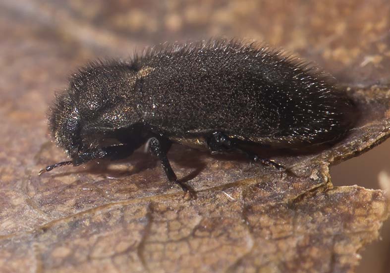 Dryops sp. - Klauenkäfer
an Land - Fam. Dryopidae - weitere Käferfamilien - other beetle families Dryops sp. - Klauenkäfer
an Land - Fam. Dryopidae - weitere Käferfamilien - other beetle families