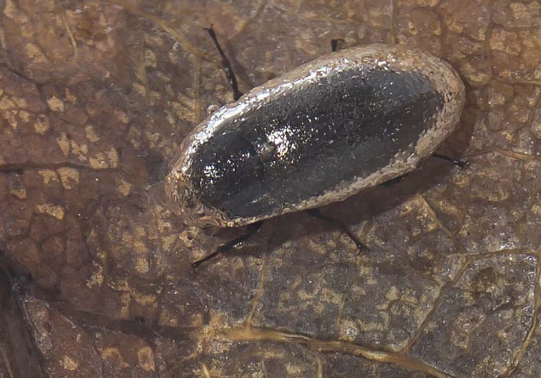 Dryops sp. Klauenkäfer
im Wasser - Fam. Dryopidae - weitere Käferfamilien - other beetle families Dryops sp. Klauenkäfer
im Wasser - Fam. Dryopidae - weitere Käferfamilien - other beetle families