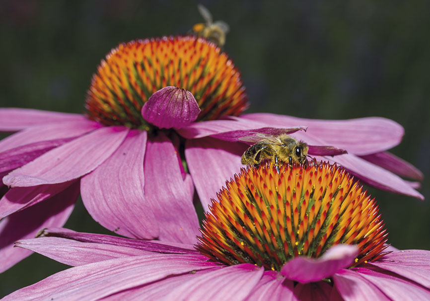 Echinacea sp. - Apis mellifera - Trauttmansdorff - - Trauttmansdorff - Meran Echinacea sp. - Apis mellifera - Trauttmansdorff - - Trauttmansdorff - Meran