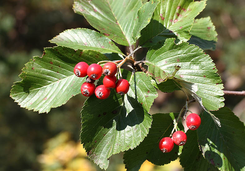 Sorbus aria - Echte Mehlbeere - Fam. Rosaceae - Wald - forest Sorbus aria - Echte Mehlbeere - Fam. Rosaceae - Wald - forest