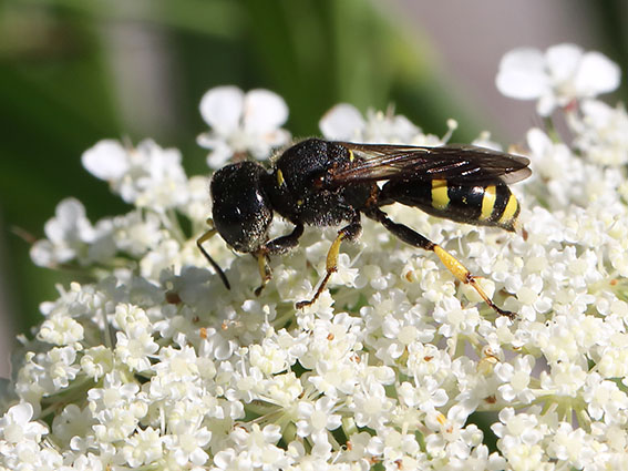 Ectemius continuus - - Spheciformes - Grabwespen - thread-waisted wasps Ectemius continuus - - Spheciformes - Grabwespen - thread-waisted wasps