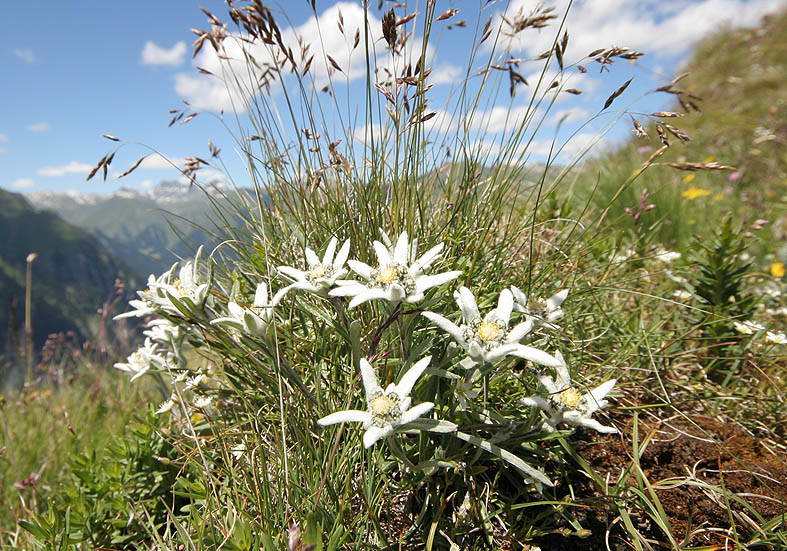 Leontopodium alpinum - Edelweiß - Fam. Asteraceae - Alpine Rasen - alpine grassland Leontopodium alpinum - Edelweiß - Fam. Asteraceae - Alpine Rasen - alpine grassland