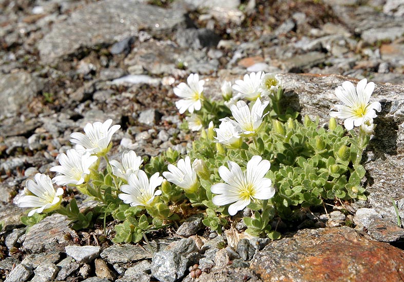 Cerastium uniflorum - Einblütiges Hornkraut - Fam. Caryophyllaceae - Felsschutt - gravel Cerastium uniflorum - Einblütiges Hornkraut - Fam. Caryophyllaceae - Felsschutt - gravel