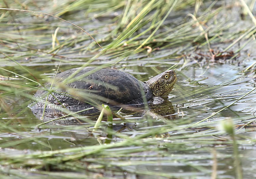 Emys orbicularis - Europäischen Sumpfschildkröte - Lesbos - Chelonii - Schildkröten - turtles, tortoises Emys orbicularis - Europäischen Sumpfschildkröte - Lesbos - Chelonii - Schildkröten - turtles, tortoises