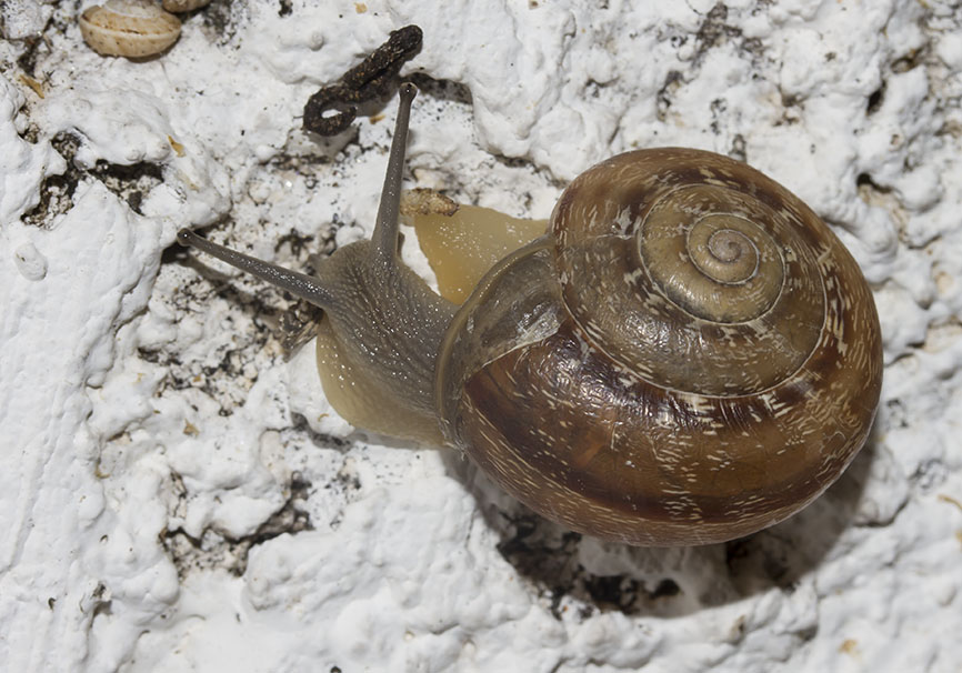 Eobania vermiculata - Divertikelschnecke - Naxos - Gastropoda - Schnecken - snails