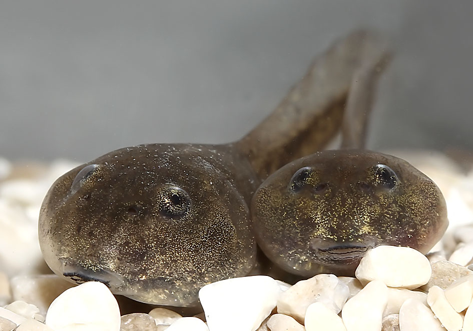 Epidalea viridis - Kaulquappen - tadpoles - - Amphibienentwicklung - amphibian development Epidalea viridis - Kaulquappen - tadpoles - - Amphibienentwicklung - amphibian development