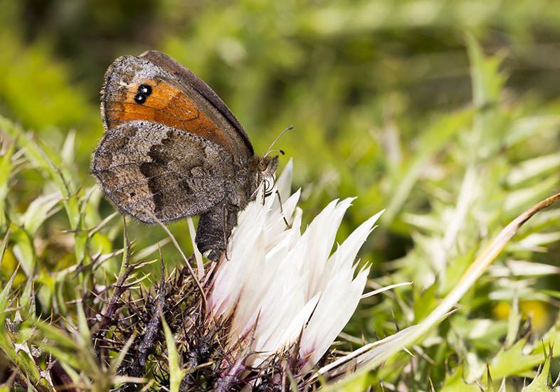 Erebia pronoe - Mohrenfalter - - Nymphalidae - Edelfalter - brush-footed butterflies Erebia pronoe - Mohrenfalter - - Nymphalidae - Edelfalter - brush-footed butterflies