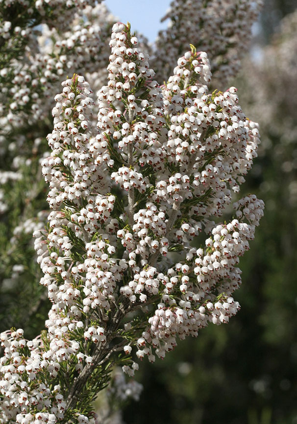 Erica arborea - Baumheide - tree heather - - Macchie - Macchia Erica arborea - Baumheide - tree heather - - Macchie - Macchia