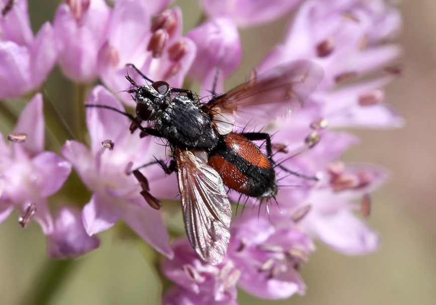 Eriothrix rufomaculata - Fam. Tachinidae - Schmarotzerfliegen - Brachycera (Fliegenartige) - Schizophora - muscoids Eriothrix rufomaculata - Fam. Tachinidae - Schmarotzerfliegen - Brachycera (Fliegenartige) - Schizophora - muscoids