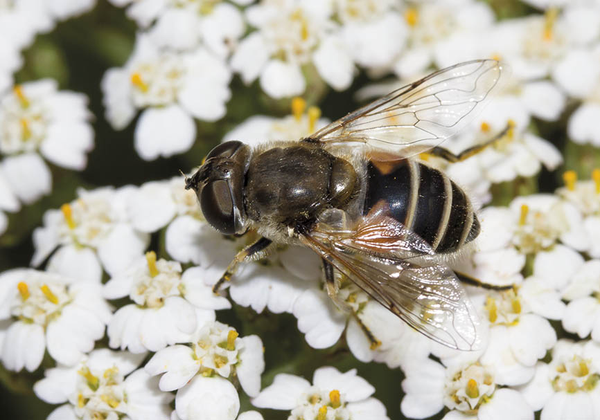 Eristalis arbustorum - Fam. Syrphidae - Schwebfliegen - Brachycera (Fliegenartige) - Aschiza Eristalis arbustorum - Fam. Syrphidae - Schwebfliegen - Brachycera (Fliegenartige) - Aschiza