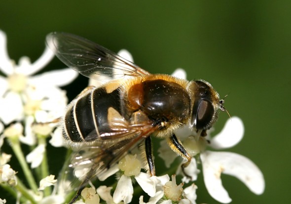 Eristalis jugorum - Gebirgs-Keilfleckfliege - Fam. Syrphidae - Schwebfliegen - Brachycera (Fliegenartige) - Aschiza Eristalis jugorum - Gebirgs-Keilfleckfliege - Fam. Syrphidae - Schwebfliegen - Brachycera (Fliegenartige) - Aschiza