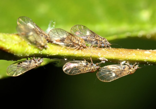 Psylla alni - Erlen-Blattfloh - (adult) - Fam. Psyllidae (Blattflöhe)
- Sternorrhyncha - Pflanzenläuse Psylla alni - Erlen-Blattfloh - (adult) - Fam. Psyllidae (Blattflöhe)
- Sternorrhyncha - Pflanzenläuse