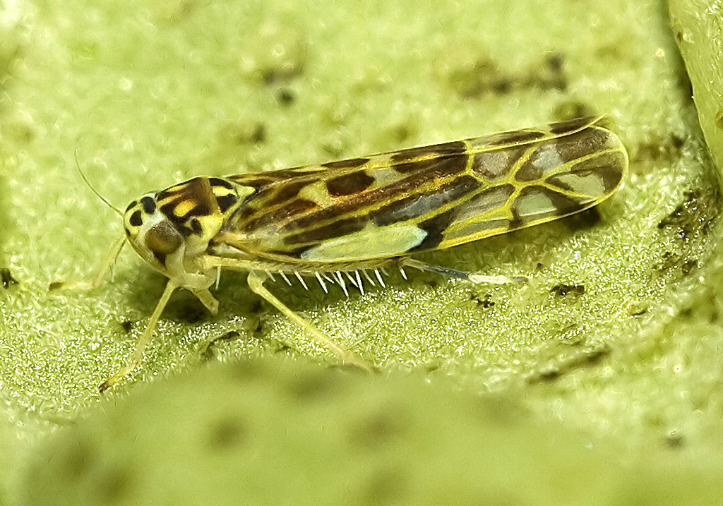 Eupteryx melissae - Gewürz-Blattzikade - - Cicadoidea - Zikaden - cicadas Eupteryx melissae - Gewürz-Blattzikade - - Cicadoidea - Zikaden - cicadas