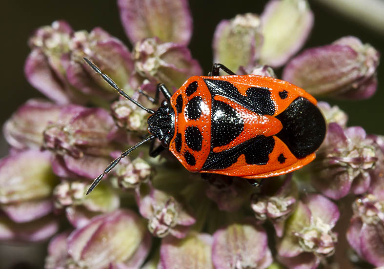 Eurydema dominulus - Zierliche Gemüsewanze - Fam. Pentatomidae - Baumwanzen - Heteroptera - Wanzen - true bugs Eurydema dominulus - Zierliche Gemüsewanze - Fam. Pentatomidae - Baumwanzen - Heteroptera - Wanzen - true bugs