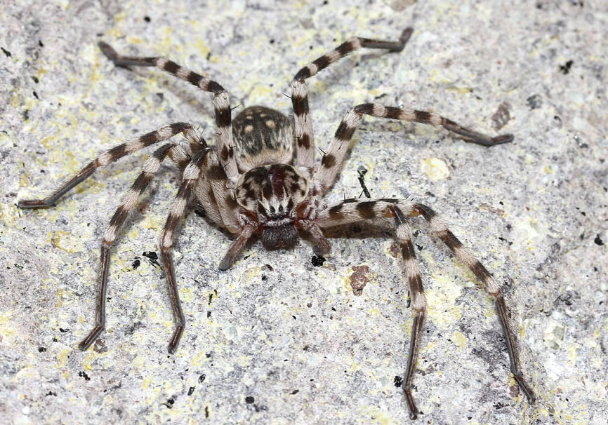Eusparassus walckenaeri - Riesenkrabbenspinne - Fam. Sparassidae - Lesbos - Araneae - Webspinnen - orb-weaver spiders Eusparassus walckenaeri - Riesenkrabbenspinne - Fam. Sparassidae - Lesbos - Araneae - Webspinnen - orb-weaver spiders